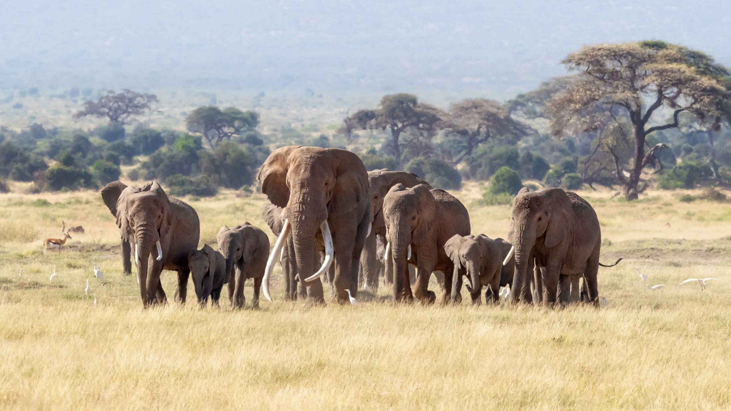 Tarangire National Park: A Transformative Safari