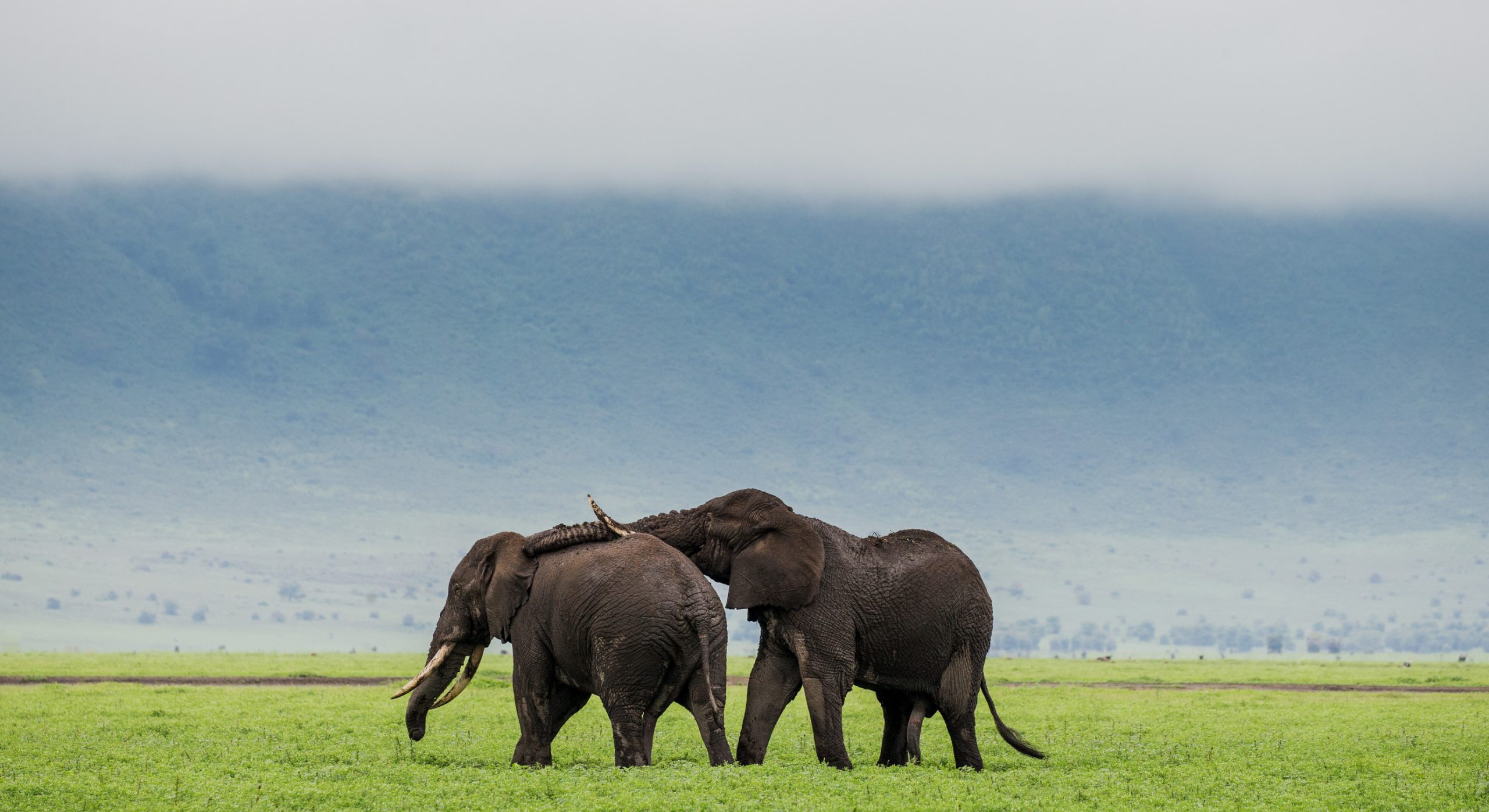 Elephants at the edge of the Rufiji River