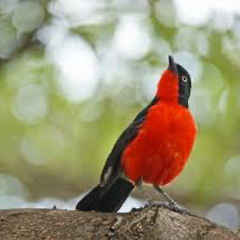 Birdwatcher with binoculars in Tarangire