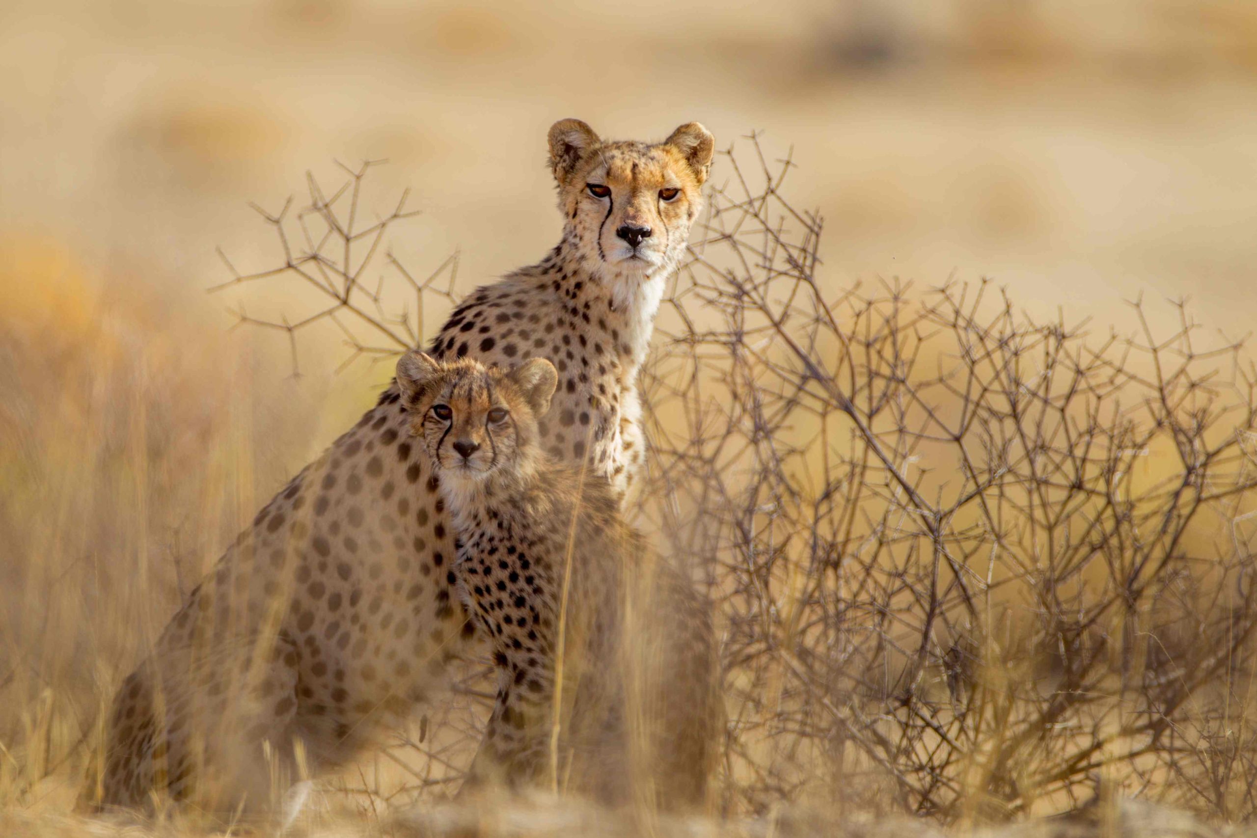 Cheetah on a termite mound at dawn