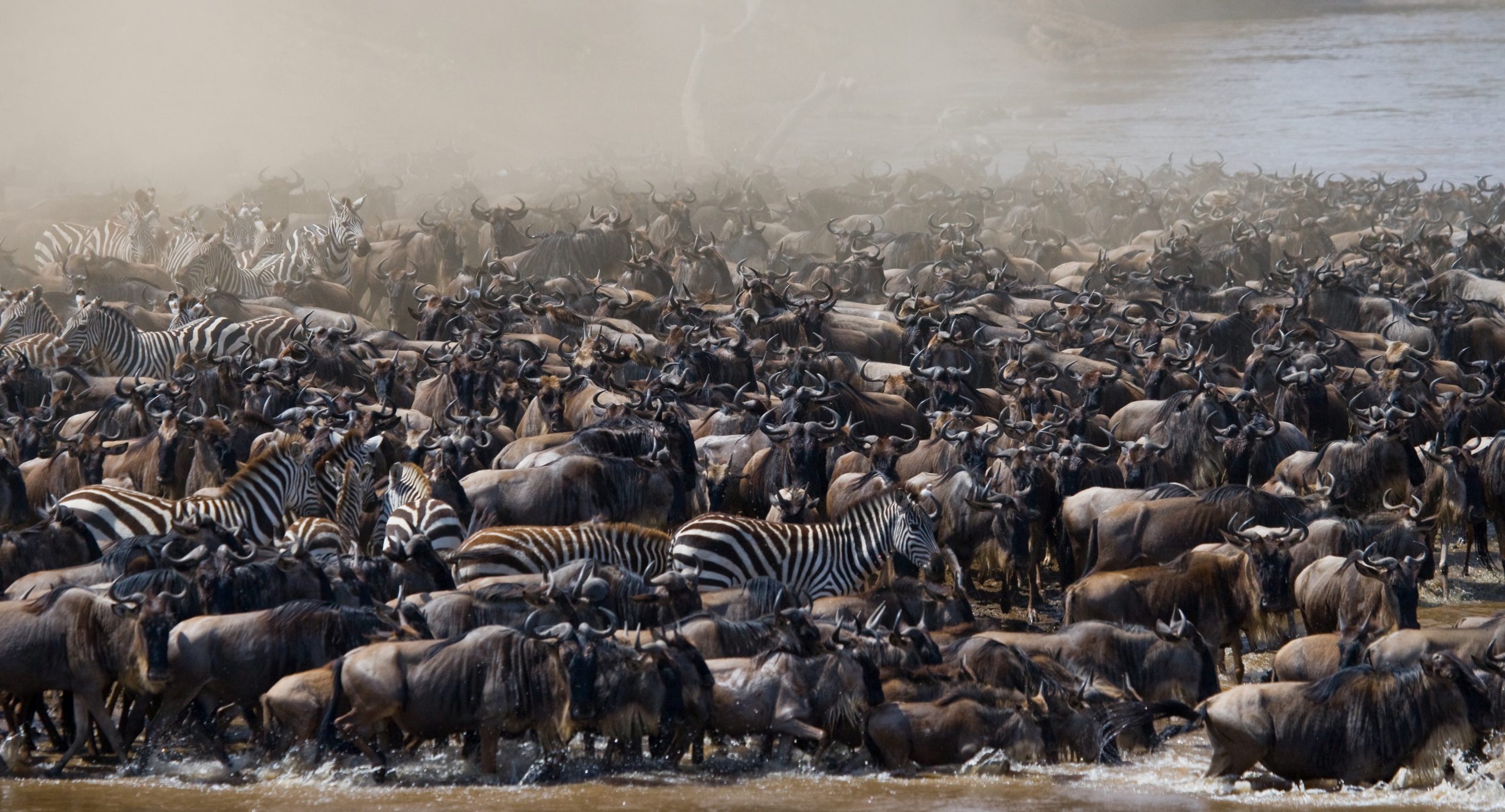 Wildebeest braving a river crossing during the Great Migration
