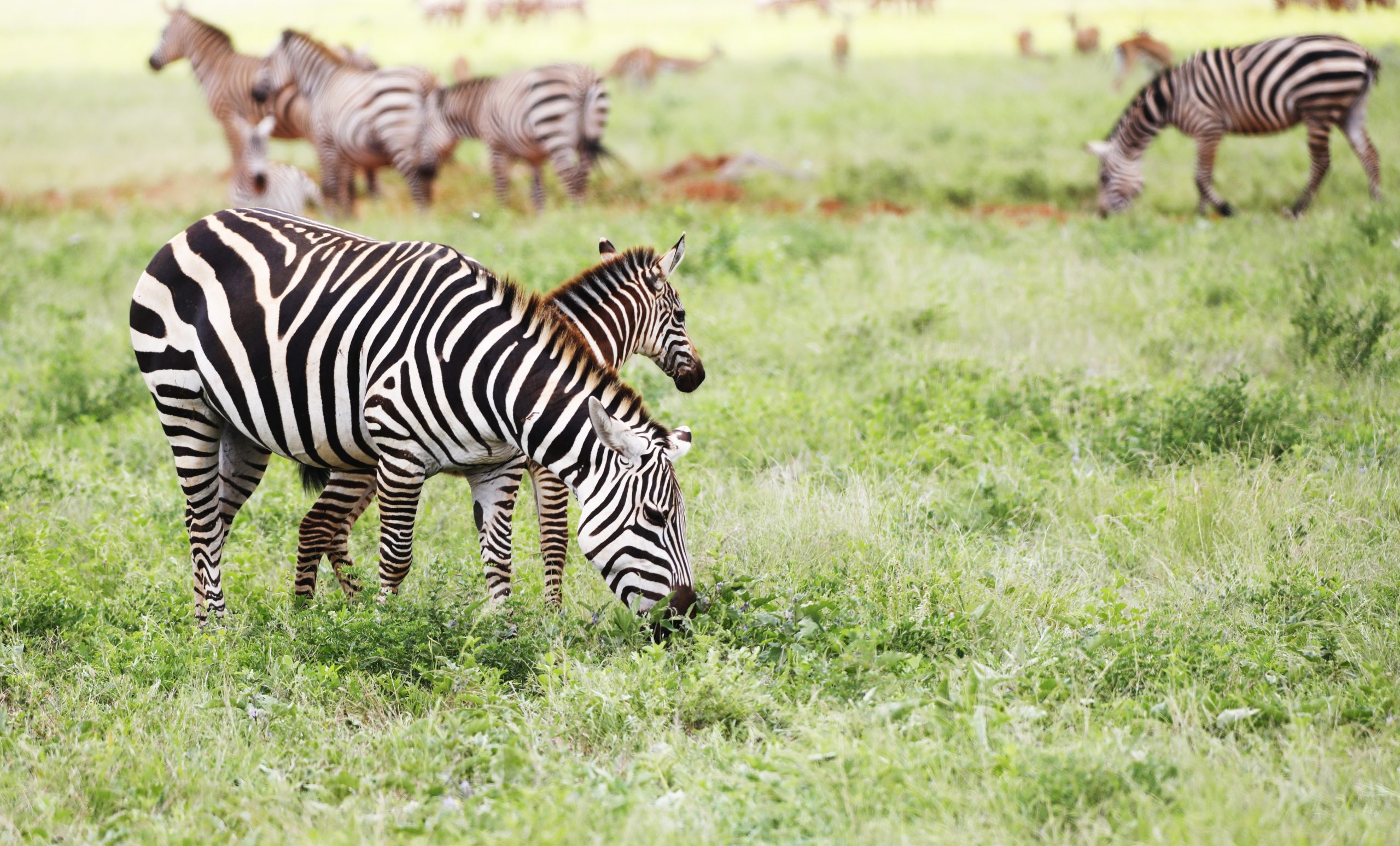 Wildlife grazing on the grassy floor of the Ngorongoro Crater