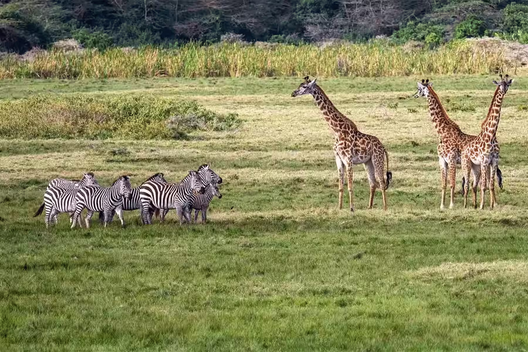 Zebra herd at a waterhole