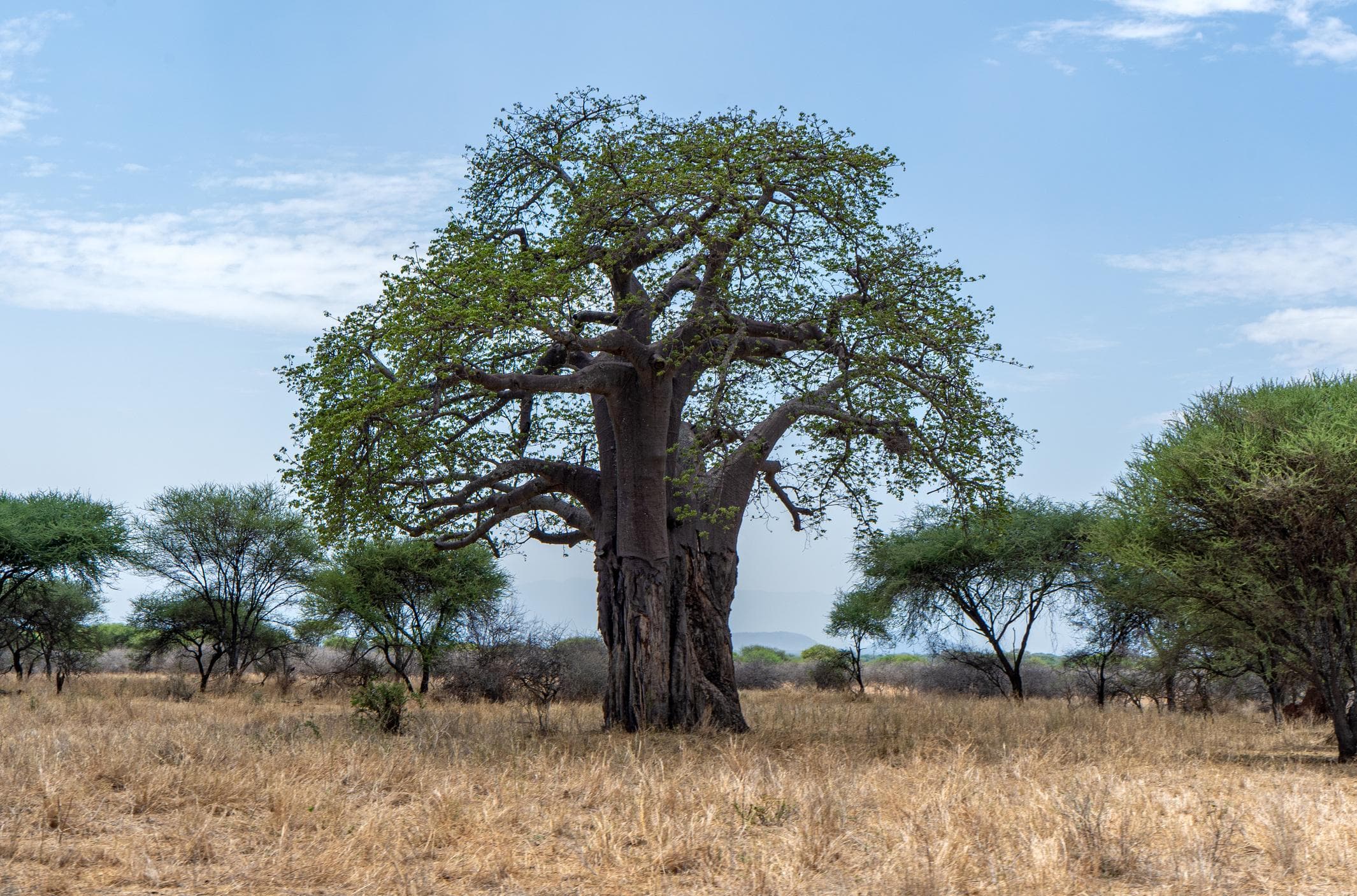 Baobab trees on the hillside
