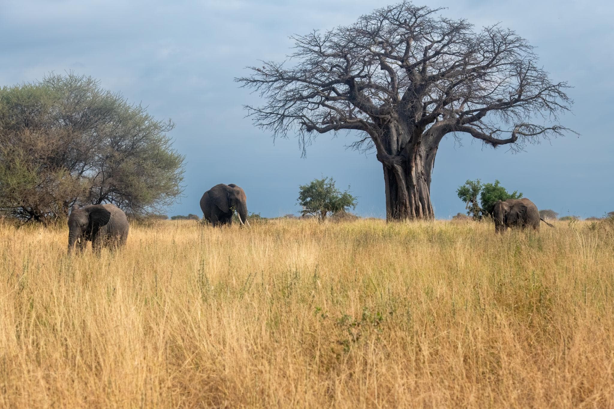 Elephant herd among giant baobab trees in Tarangire at golden hour — 2400×1400