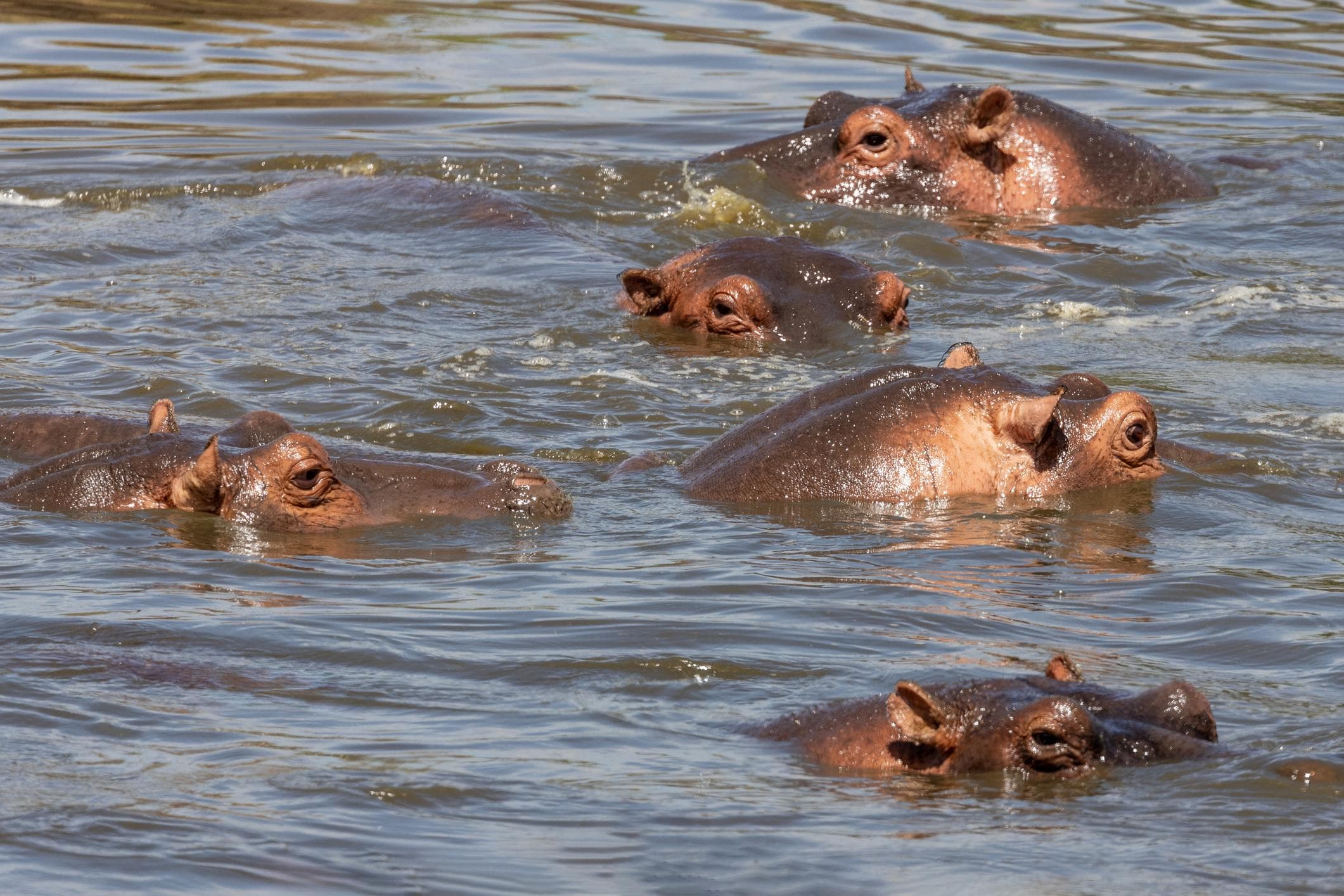Hippos in a river channel