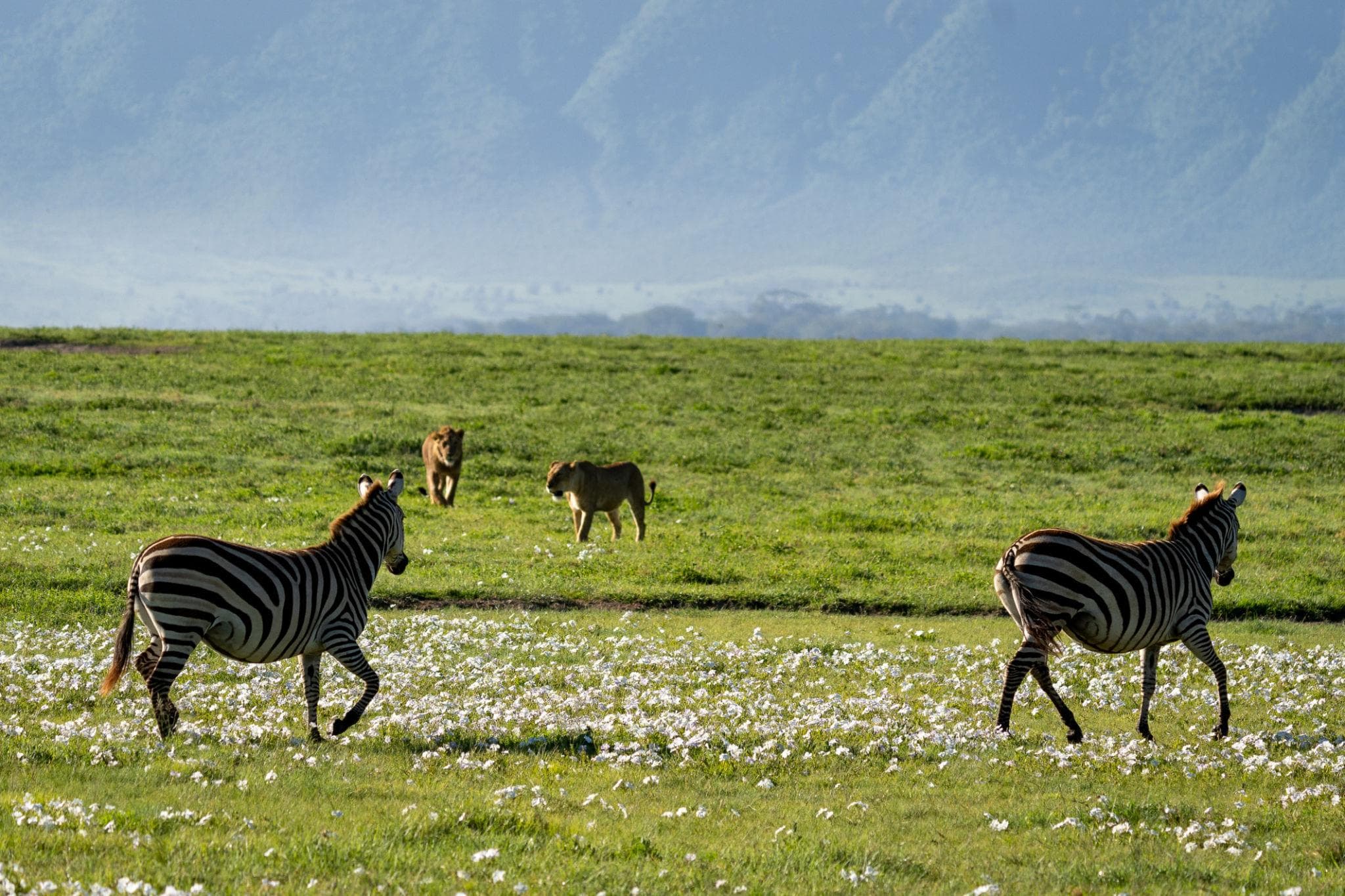 Lions resting on the crater floor grassland