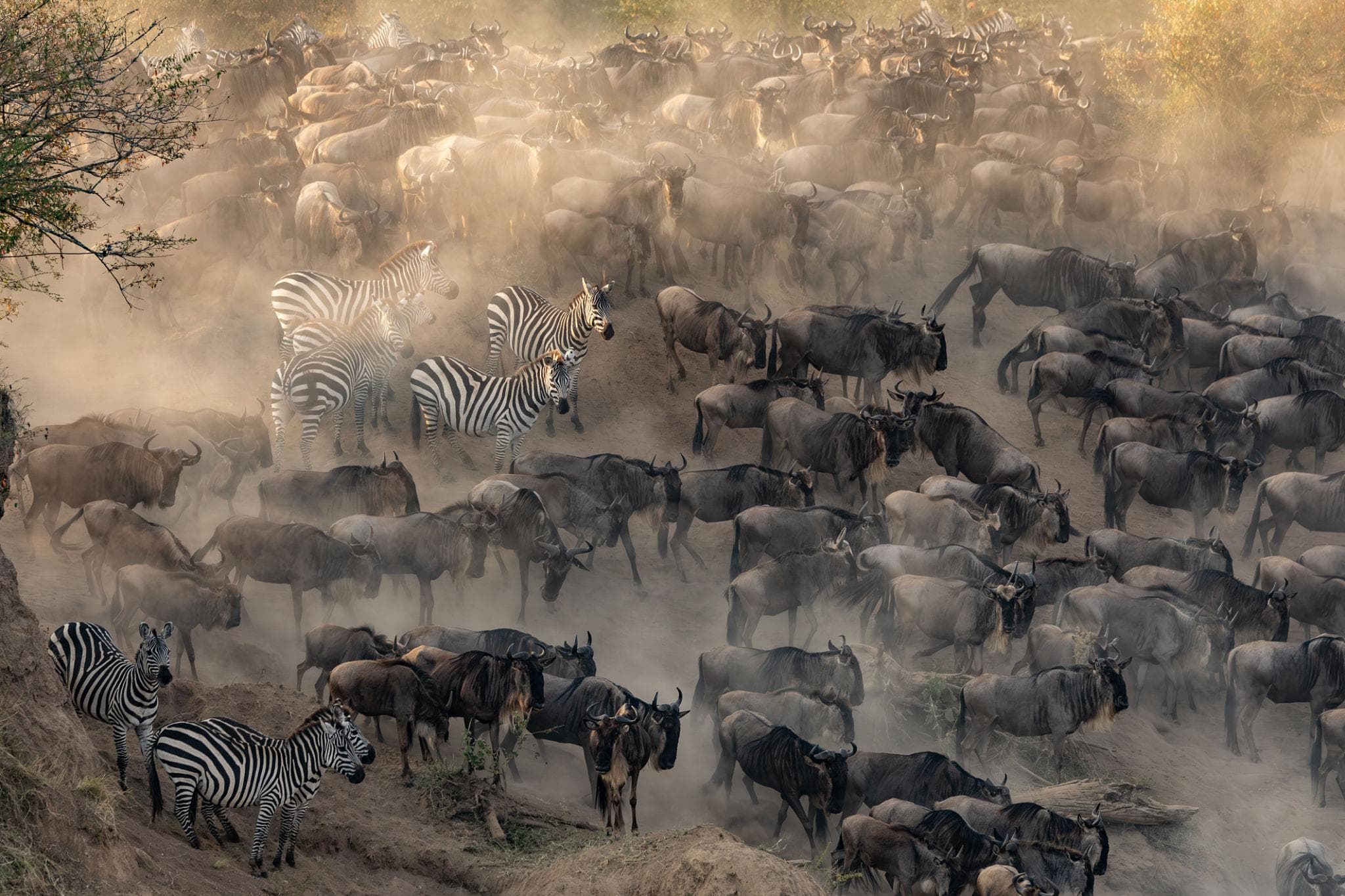 Wildlife seen from above during a balloon flight