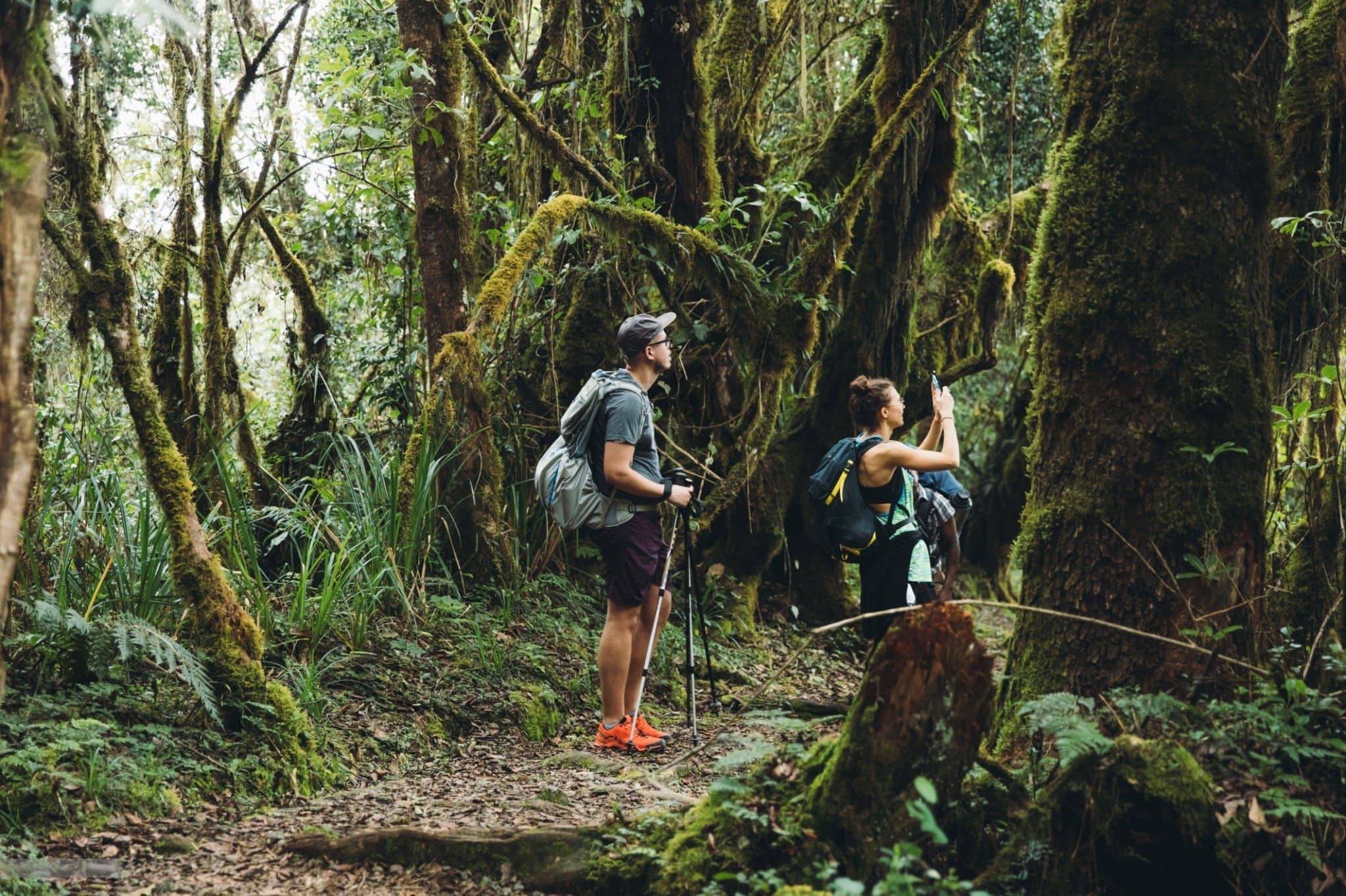 Green rainforest on the lower slopes