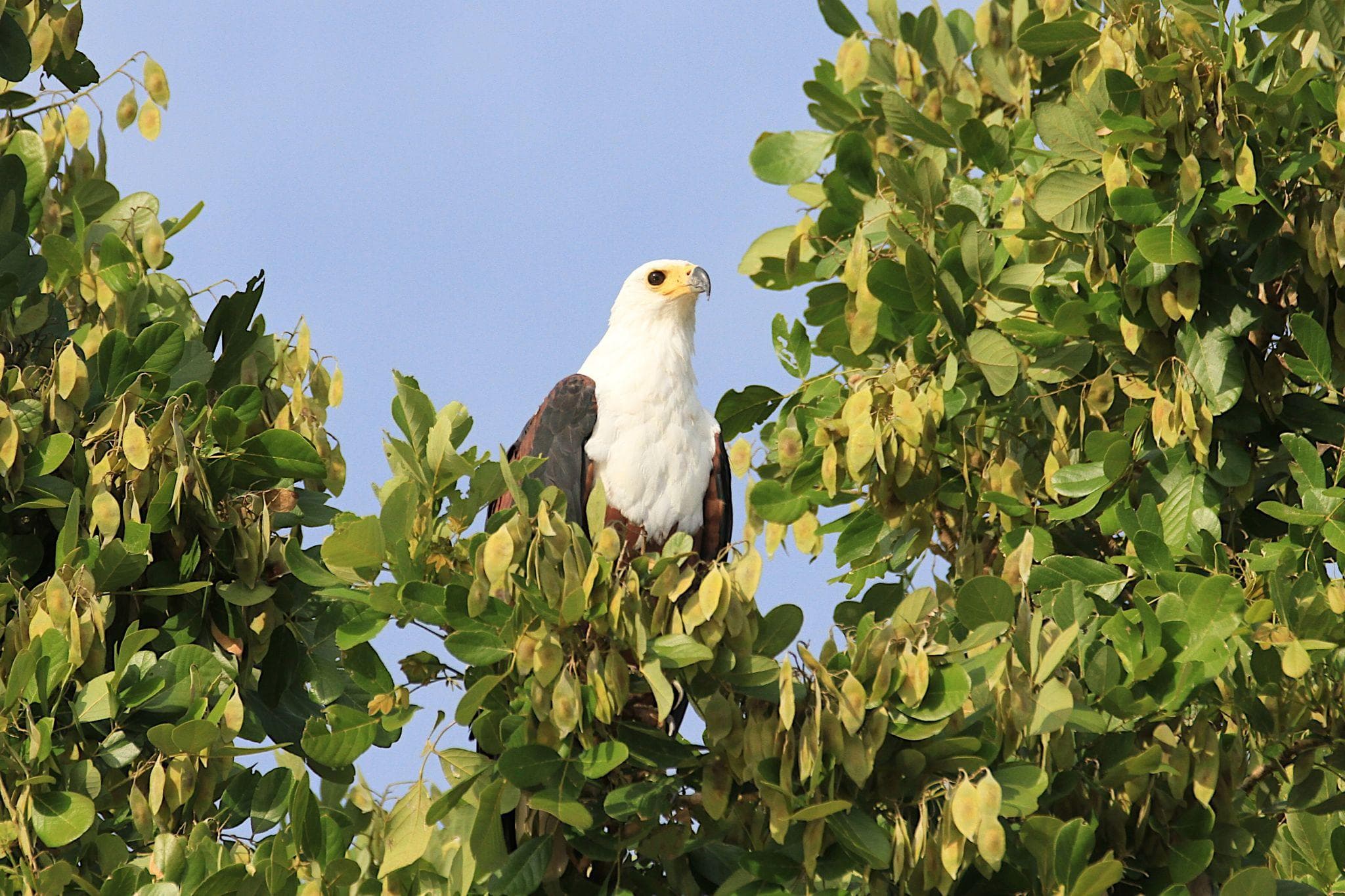 Nyerere National Park Safari & Boat Tour