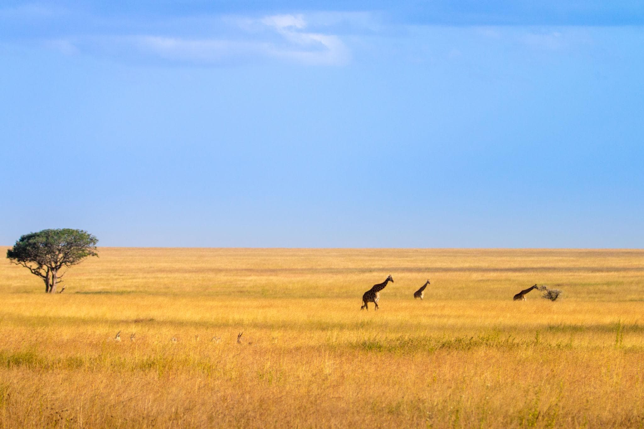 View from a balloon basket over wildlife on the plains at dawn