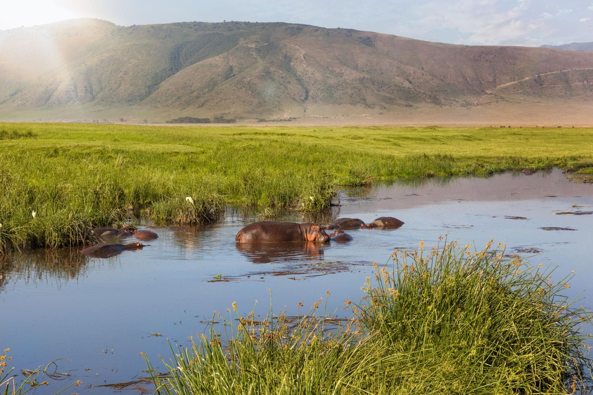 Hippos in a crater spring pool
