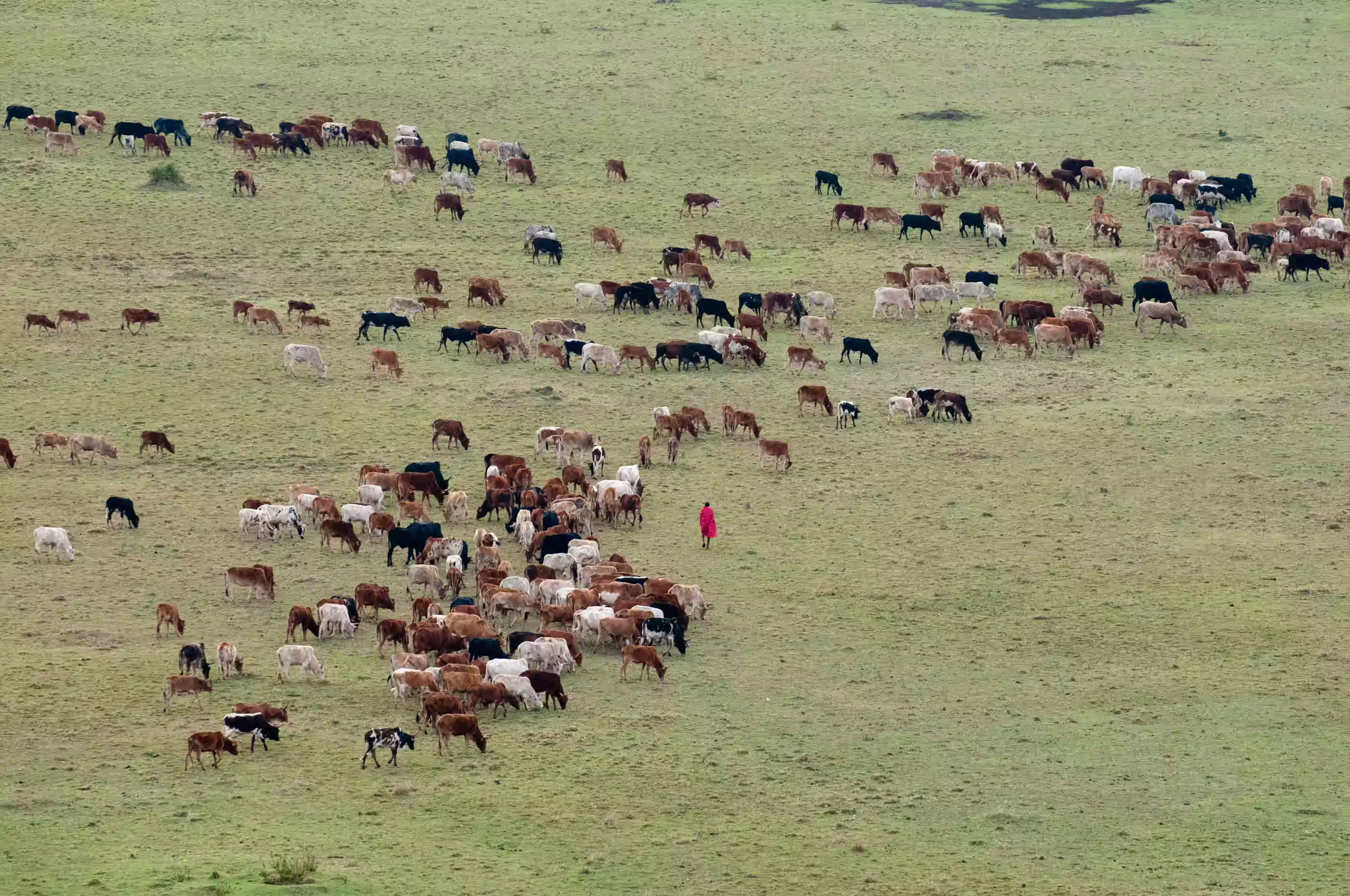 Maasai herder with cattle on the crater highlands