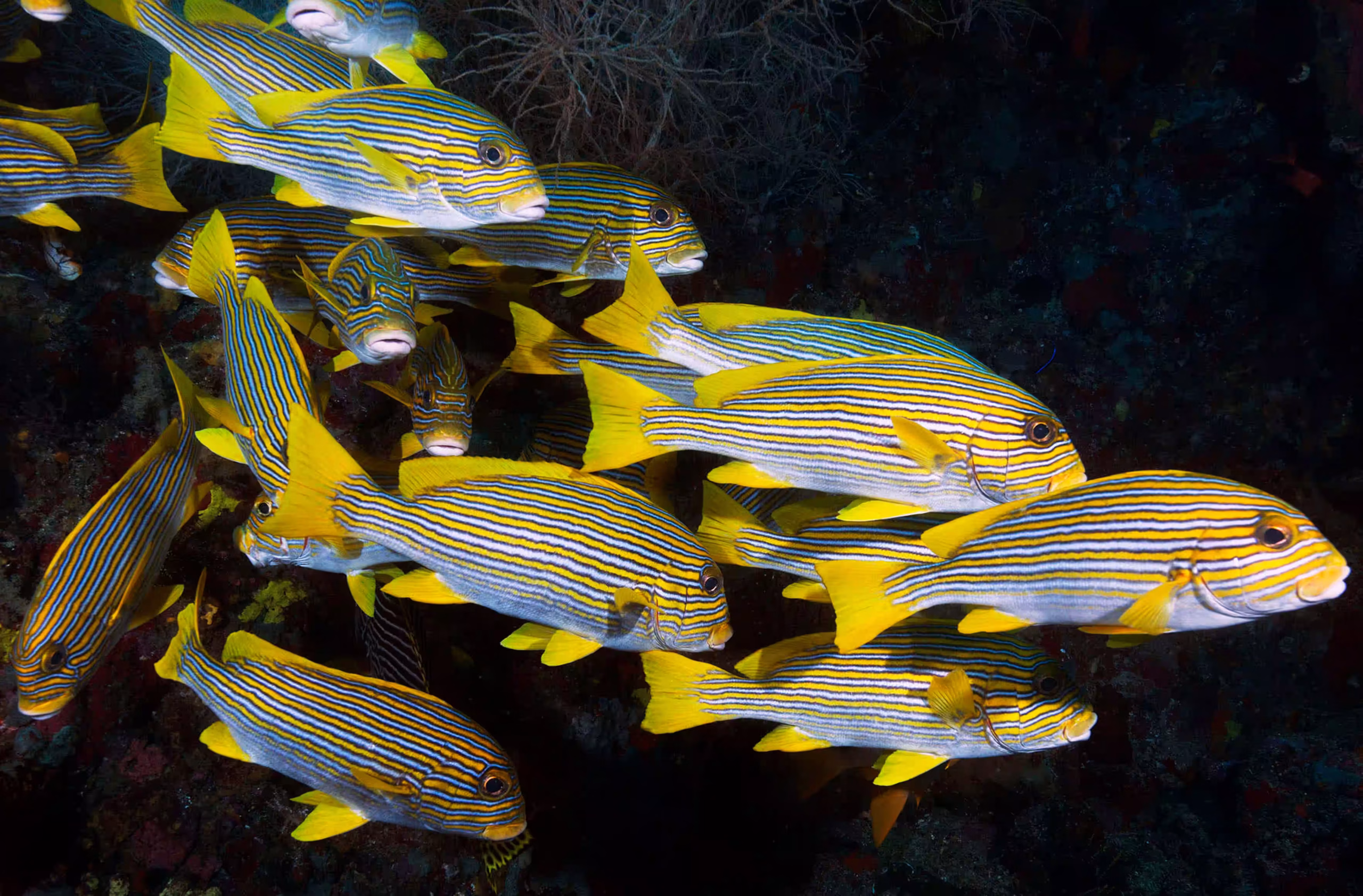 Colourful cichlid fish among the rocks