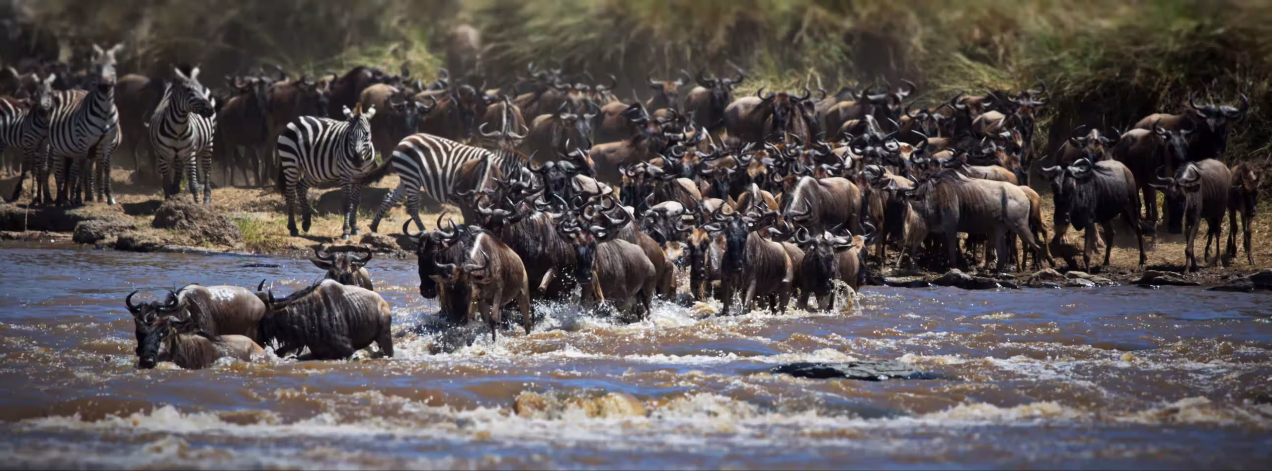 Thousands of wildebeest crossing the Mara River during the Great Migration — 1200×1000