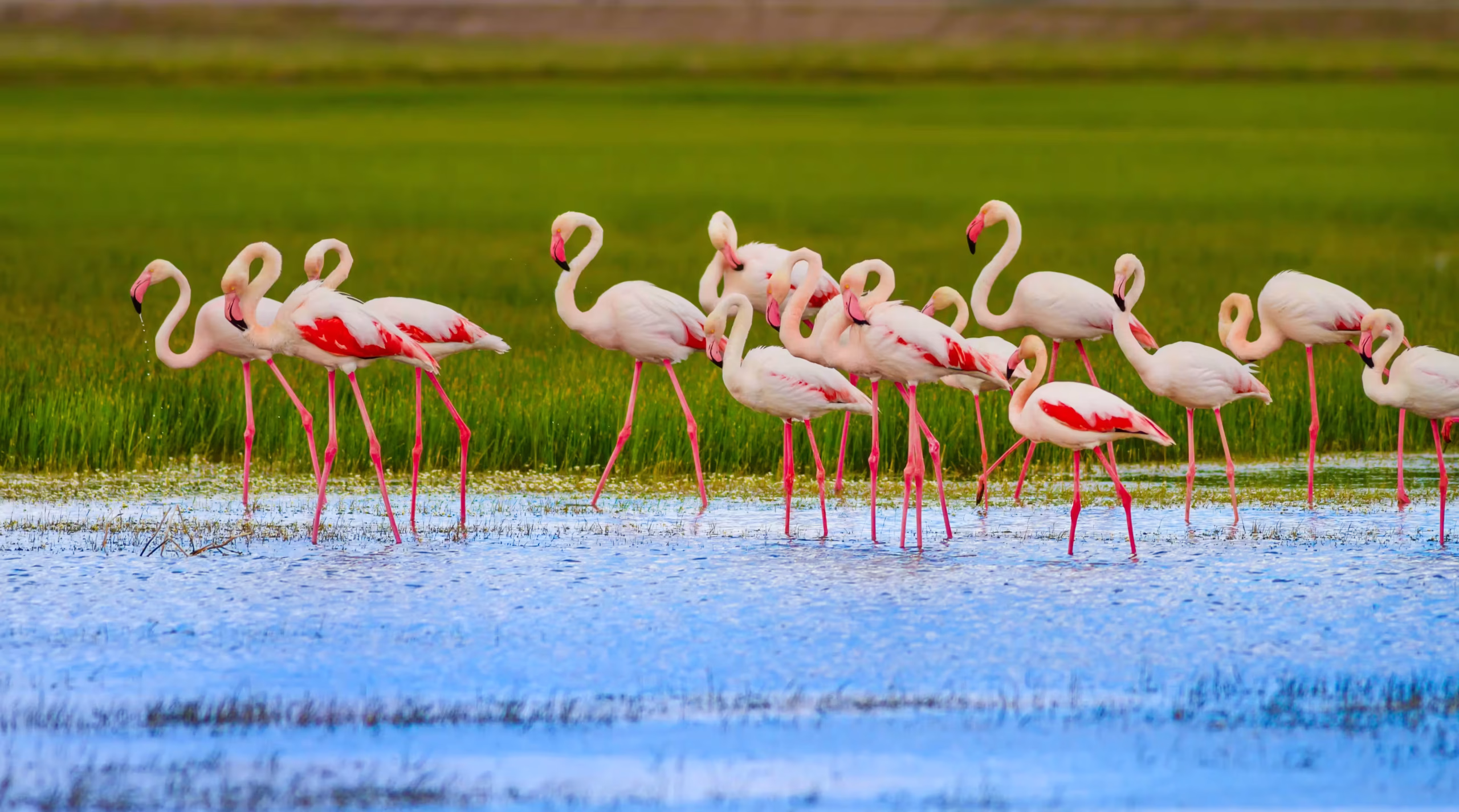 Birdwatcher photographing flamingos at the lake