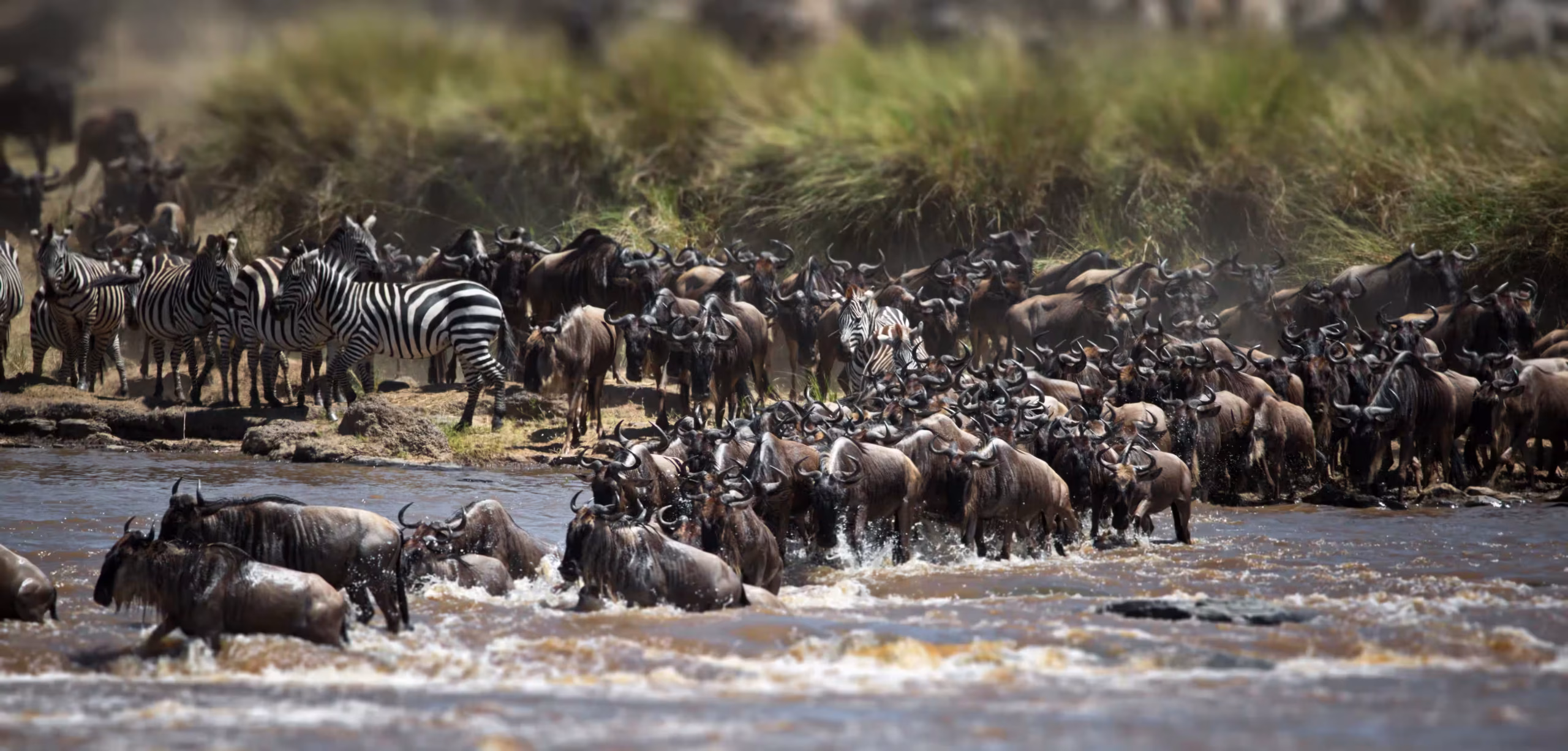 Wildebeest herds crossing the Serengeti plains at sunrise