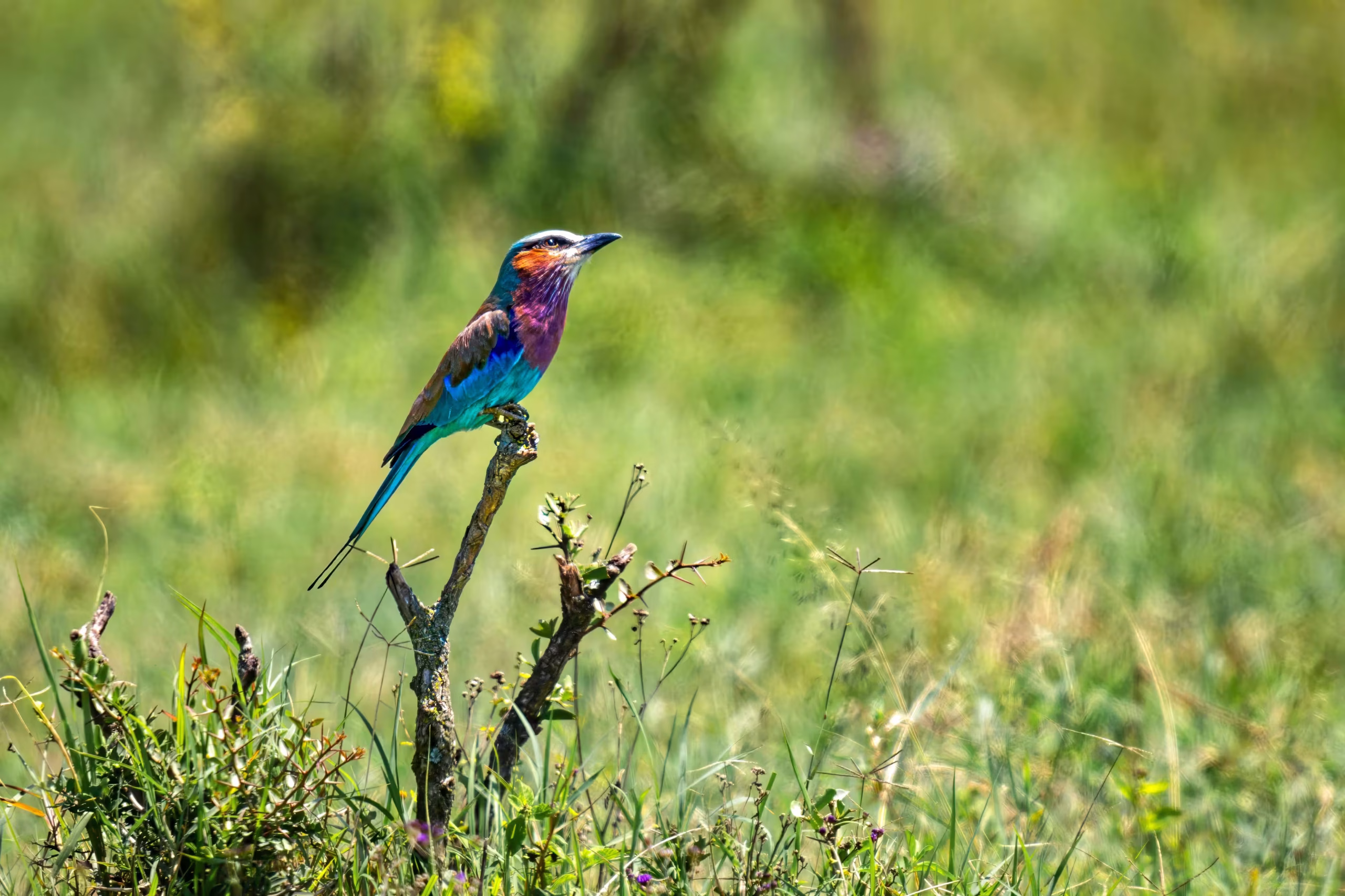 Colourful lilac-breasted roller perched on an acacia branch