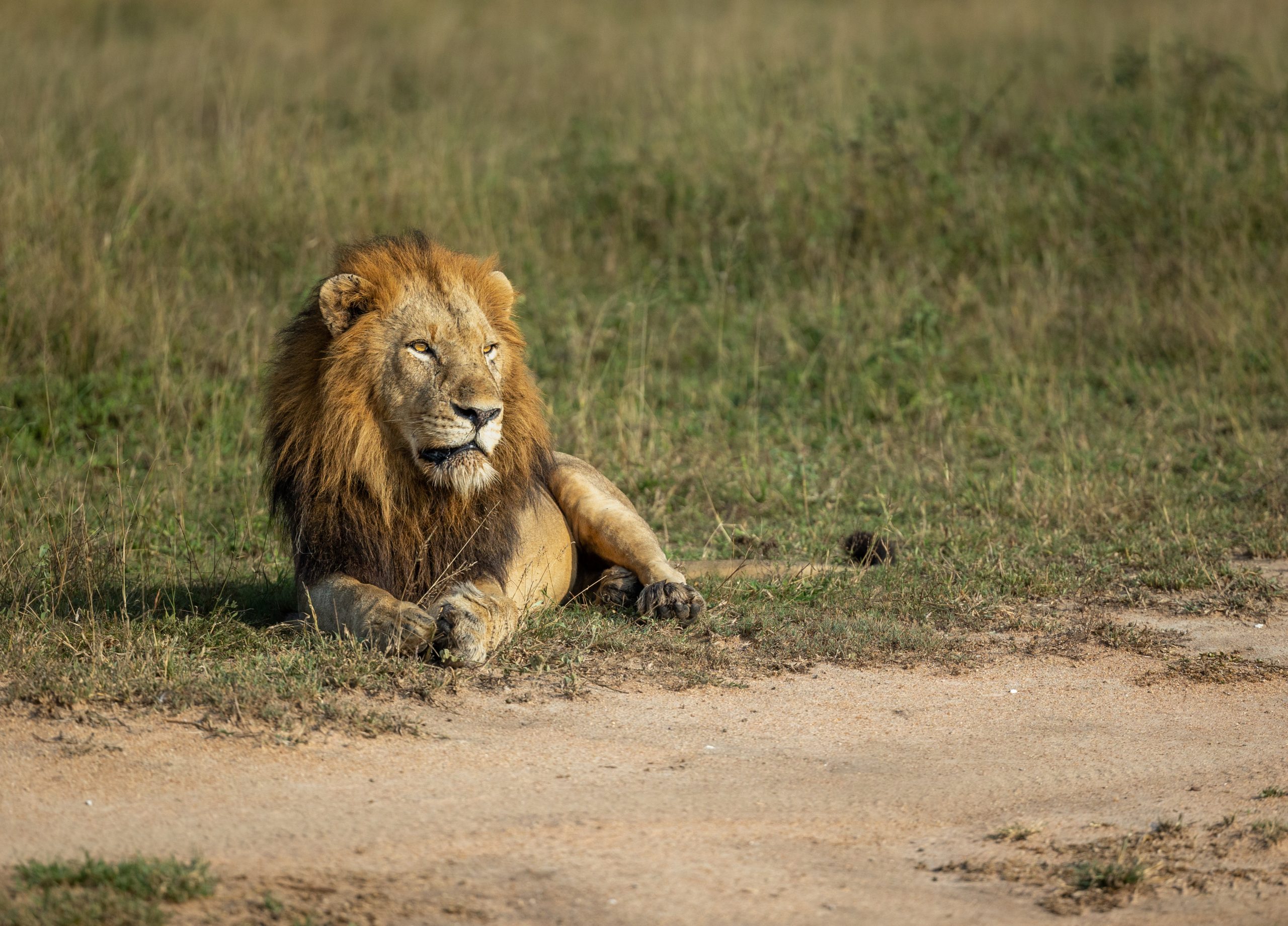Safari vehicle on the Serengeti at sunrise — 2400×1400