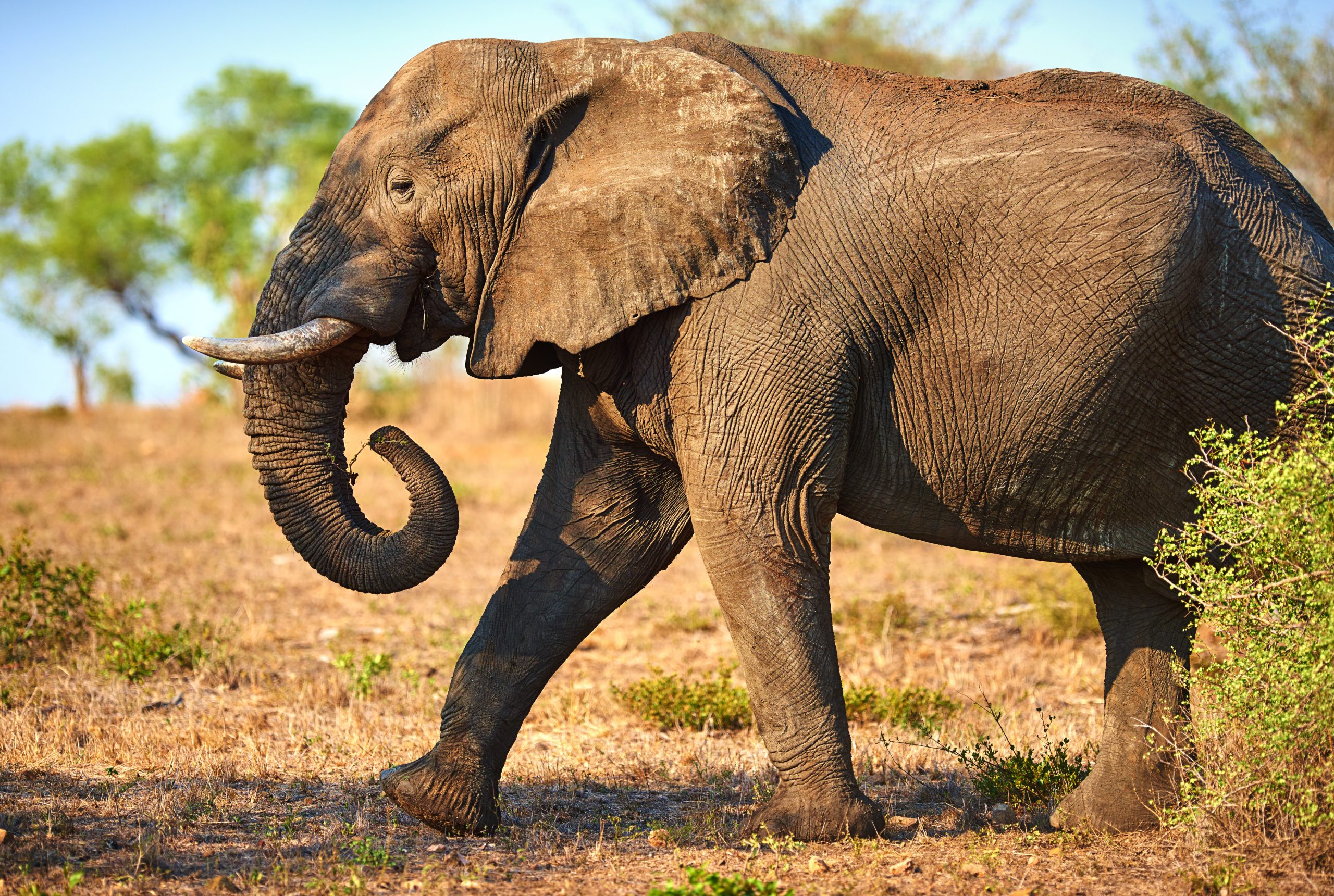 Elephant herd walking across golden grassland