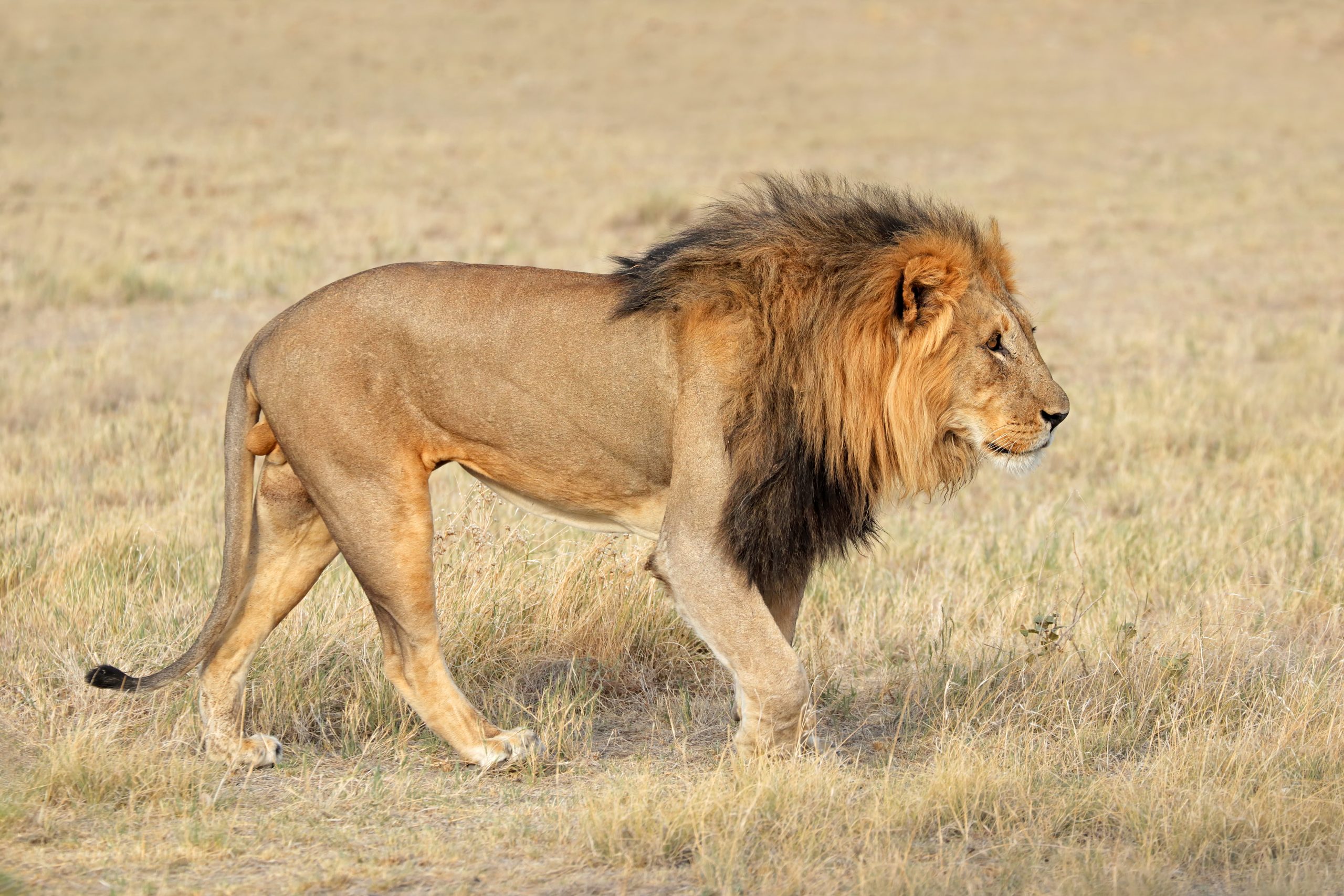 Lion pride resting in the Northern Serengeti at golden hour — 900×675