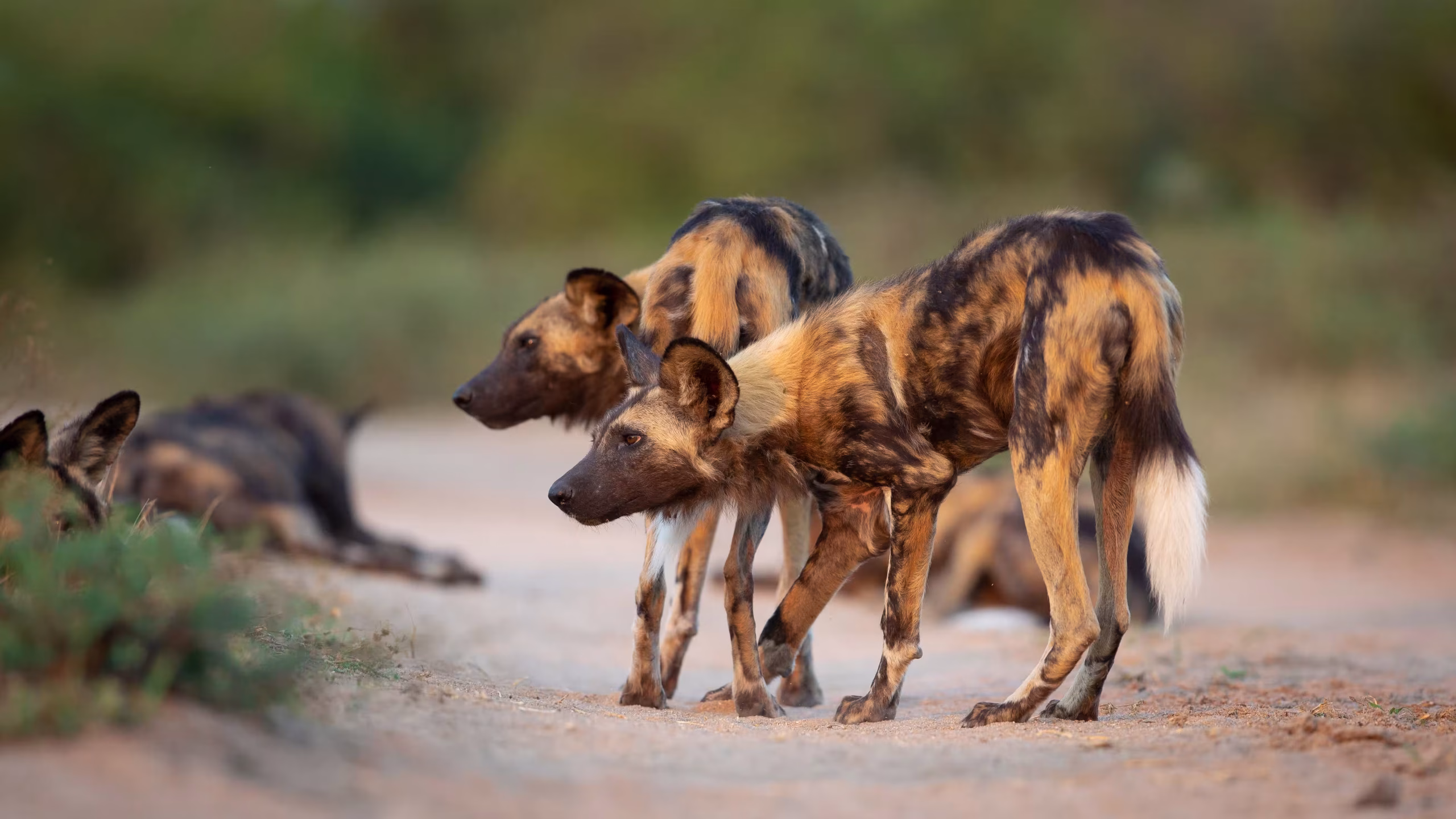 African wild dogs resting in the shade