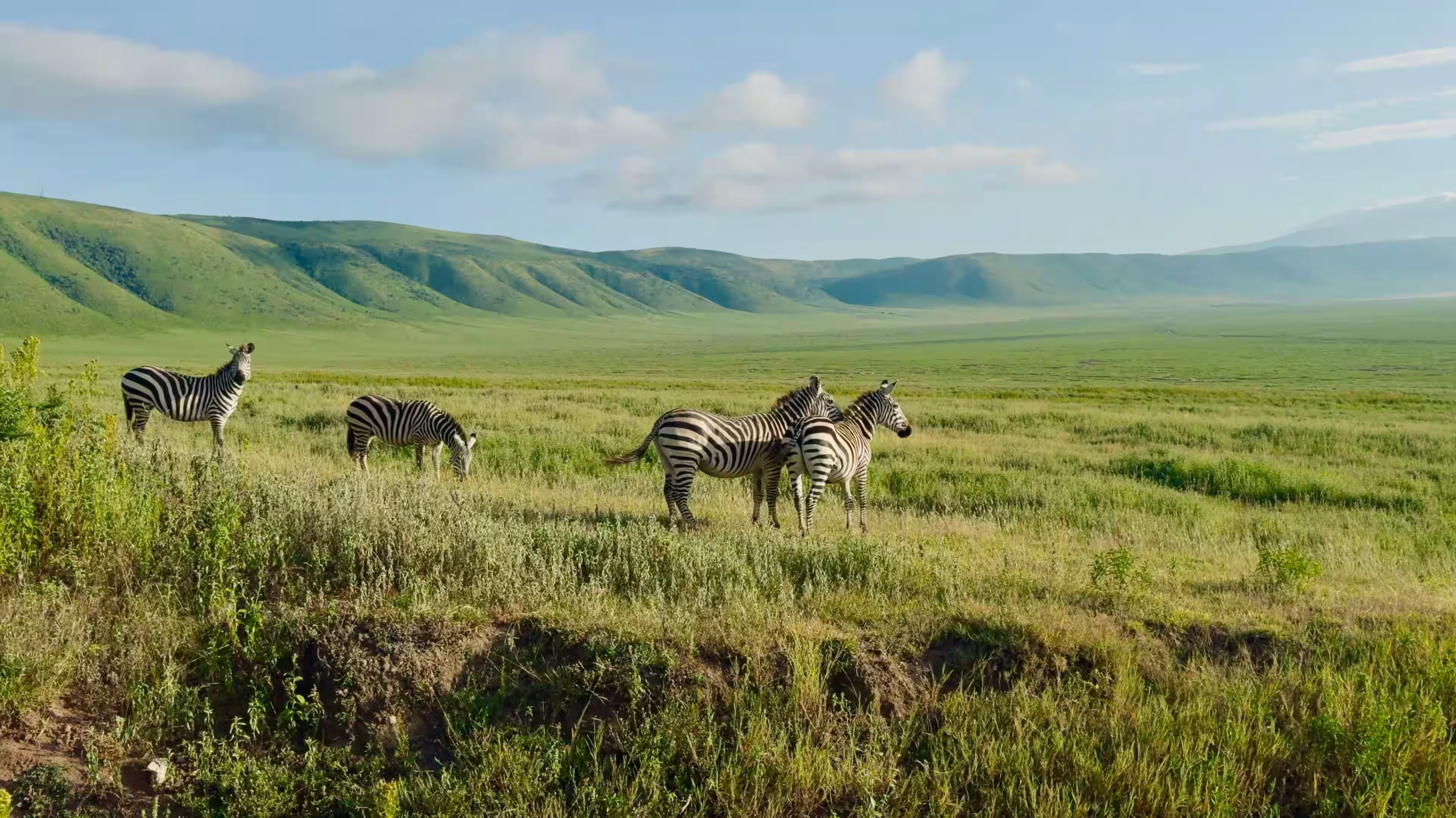 Aerial view of the Ngorongoro Crater floor with wildlife and soda lake — 2400×1400