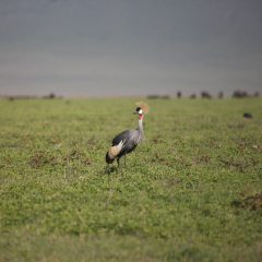 Wild African Bird  in African Botswana savannah