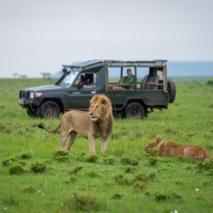 Male lion stands beside lioness near jeep