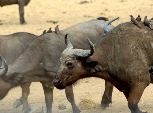 mikumi national park