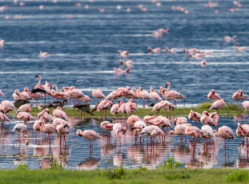 Lake manyara
