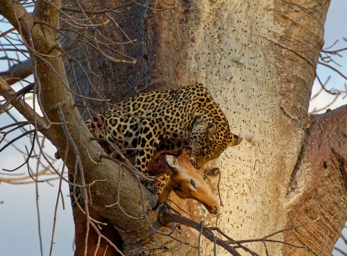 ruaha national park