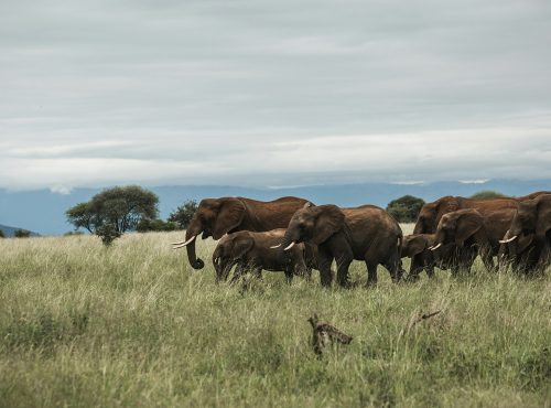 tarangire national park