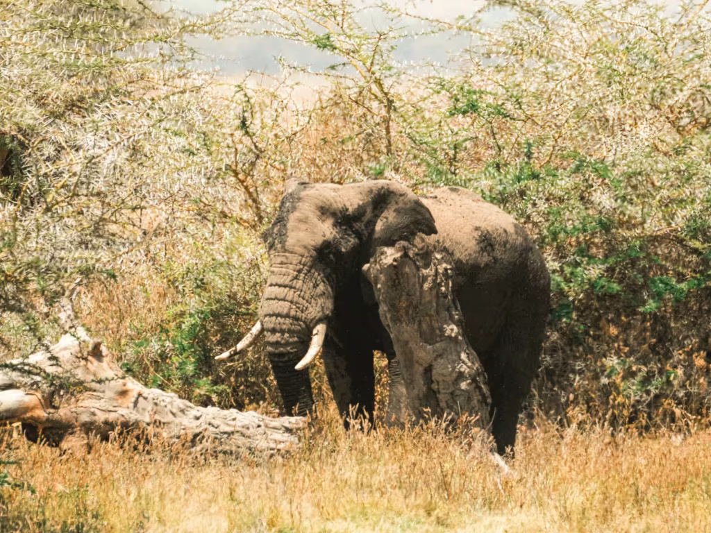 Untitled-1-Recovered