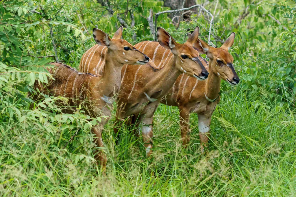 beautiful-shot-three-bongo-antelopes-standing-grass-ground