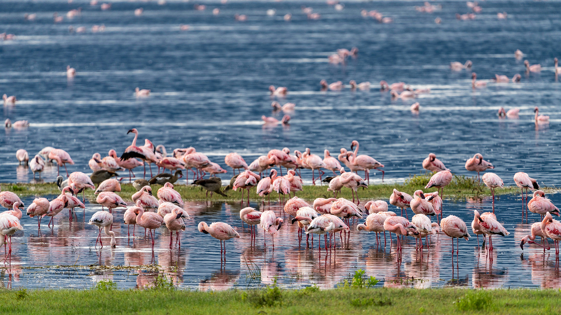 Lake manyara